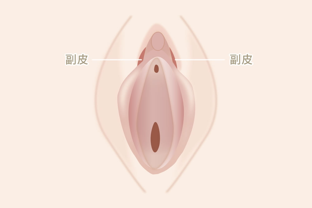 副皮の図解