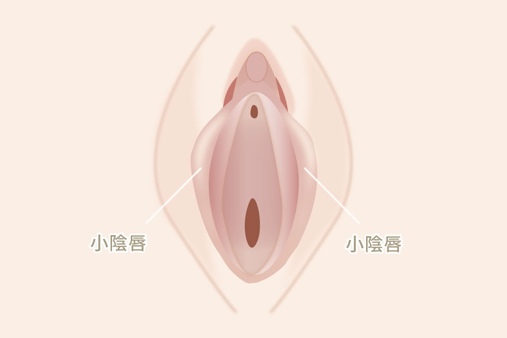 小陰唇の図解