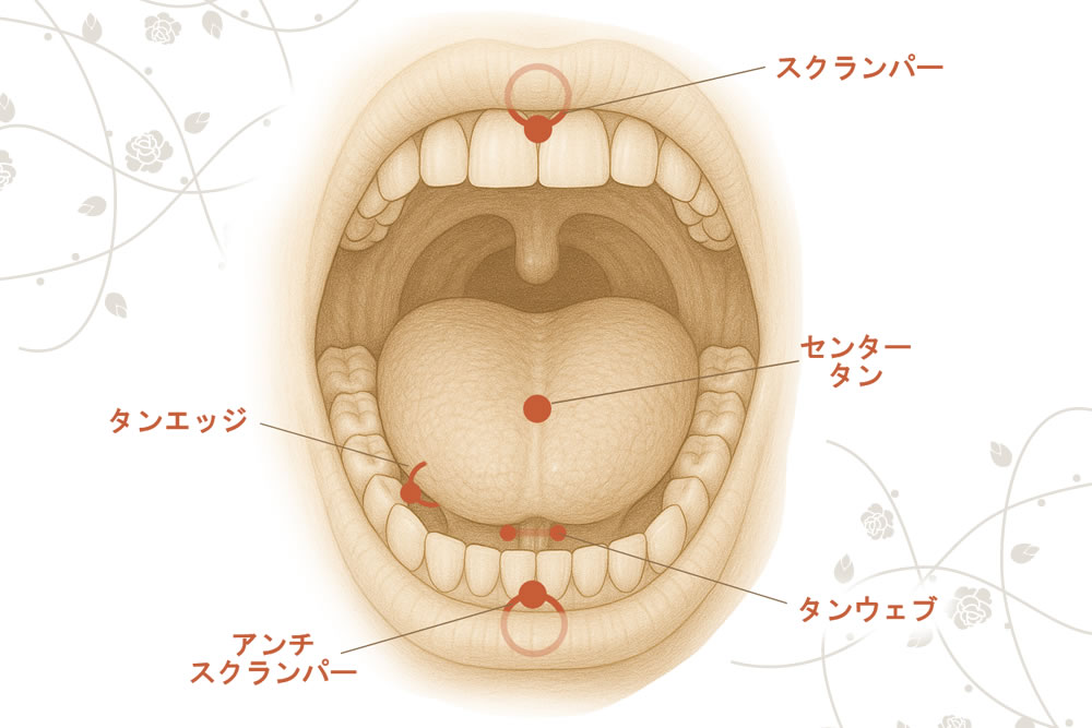 口のピアス位置の図解